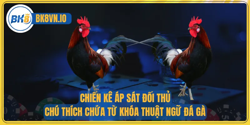 Chiến kê áp sát đối thủ – chú thích chứa từ khóa thuật ngữ đá gà