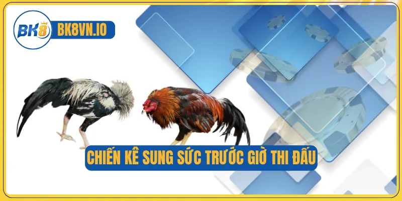 Chiến kê sung sức trước giờ thi đấu
