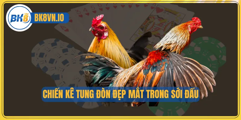 Chiến kê tung đòn đẹp mắt trong sới đấu