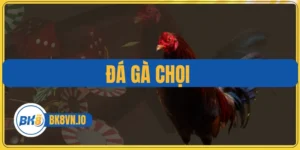 Đá Gà Chọi