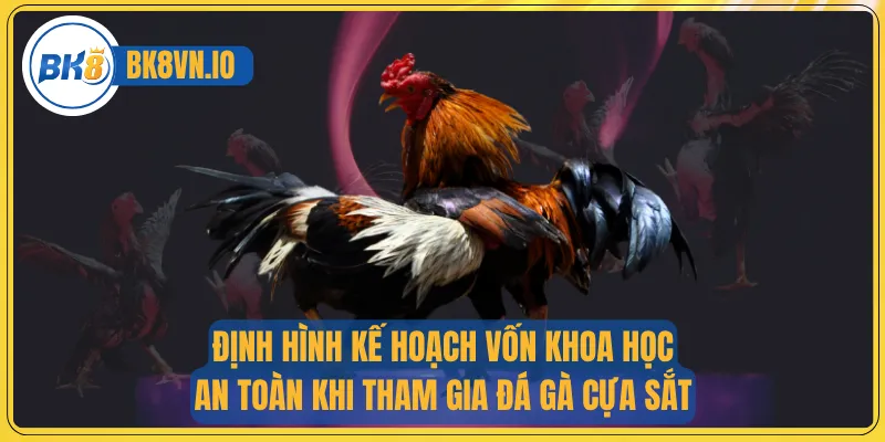 Định hình kế hoạch vốn khoa học, an toàn khi tham gia đá gà cựa sắt
