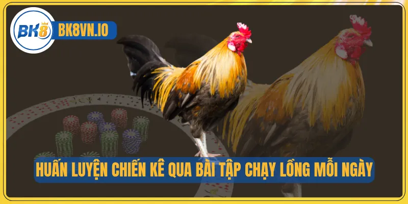 Huấn luyện chiến kê qua bài tập chạy lồng mỗi ngày