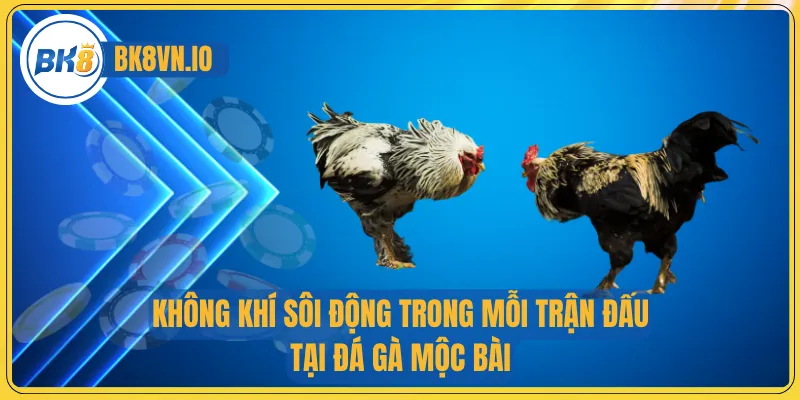Không khí sôi động trong mỗi trận đấu tại đá gà Mộc Bài