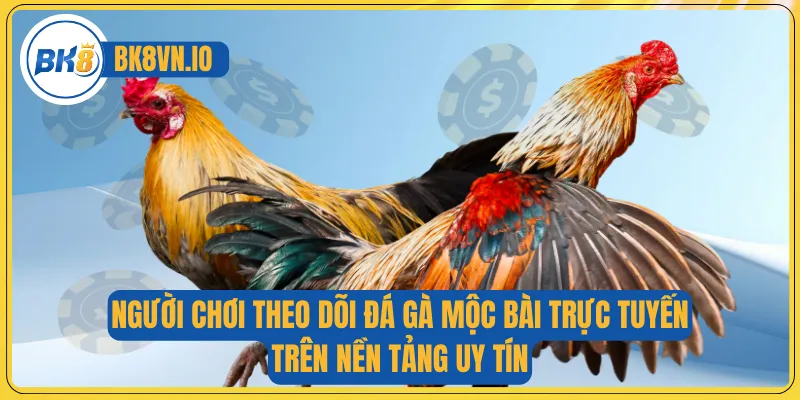 Người chơi theo dõi đá gà Mộc Bài trực tuyến trên nền tảng uy tín