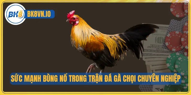 Sức mạnh bùng nổ trong trận đá gà chọi chuyên nghiệp