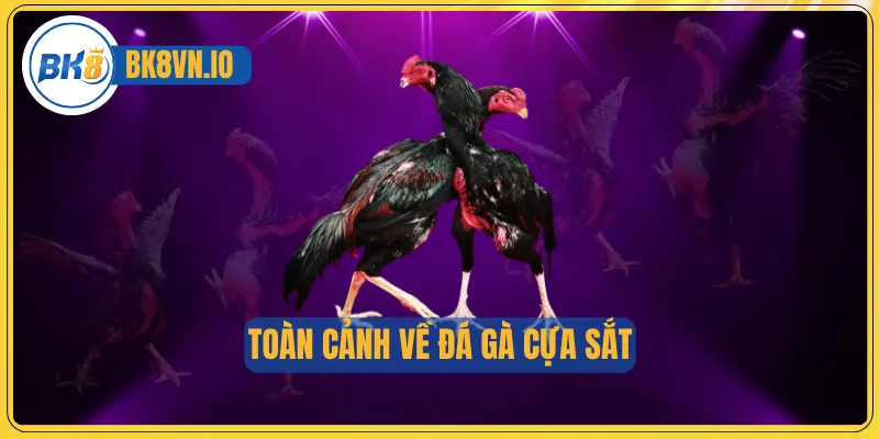 Toàn cảnh về đá gà cựa sắt